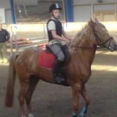 Anden særlig race Mille <33 SOLGT :'(