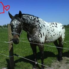 Knabstrupper  Safran