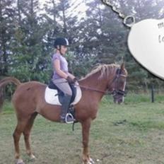 Hollandsk Sportspony My lady 