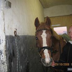 Hollandsk Sportspony My lady 