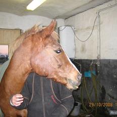 Hollandsk Sportspony My lady 