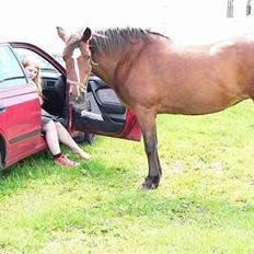 Anden særlig race Pipi *Død*