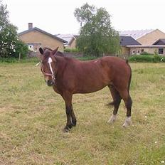 Anden særlig race Pipi *Død*