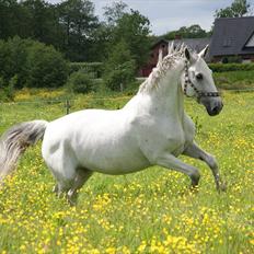 Dansk Varmblod Smilla af Lyngholt