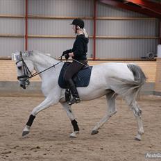Dansk Varmblod Smilla af Lyngholt