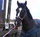 Anden særlig race Walter ( Min pony)