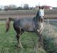 Arabisk fuldblod (OX) Dalicio