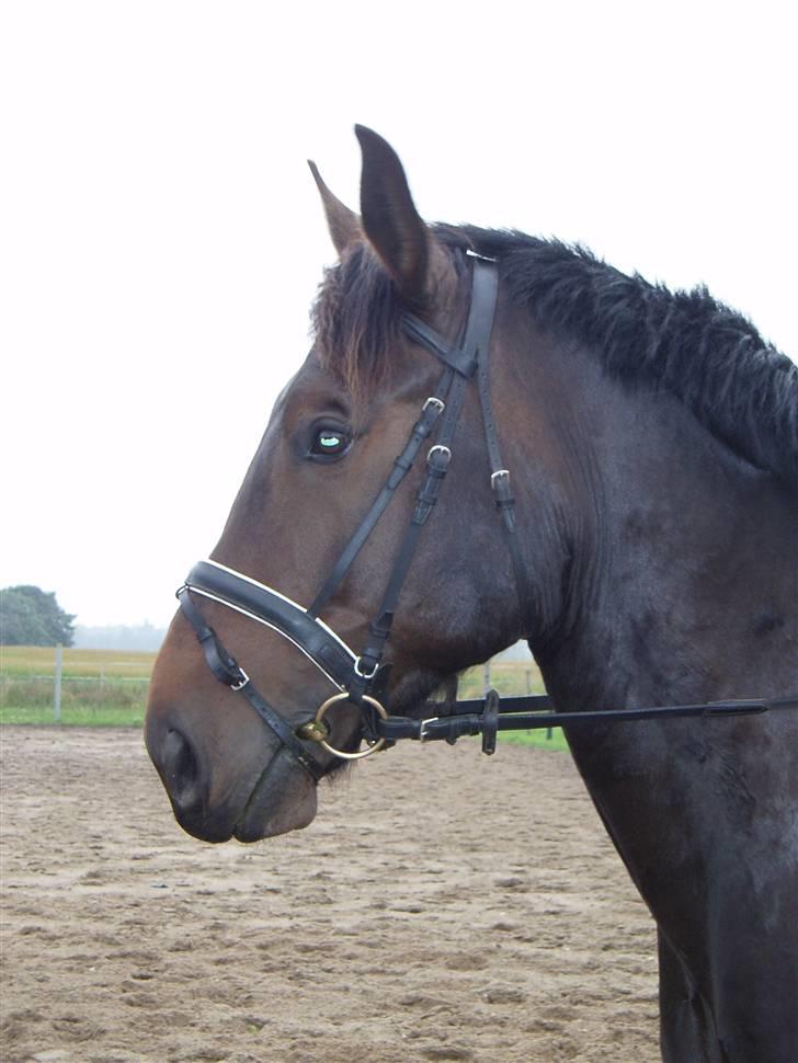 Oldenborg Ib Rehne Cairo #Himmelhest# - Kæmpe hoved... billede 1