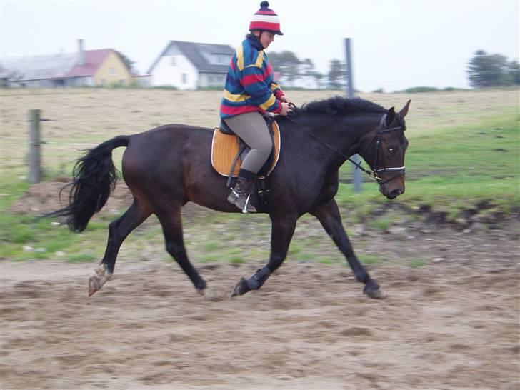 Oldenborg Ib Rehne Cairo #Himmelhest# billede 2