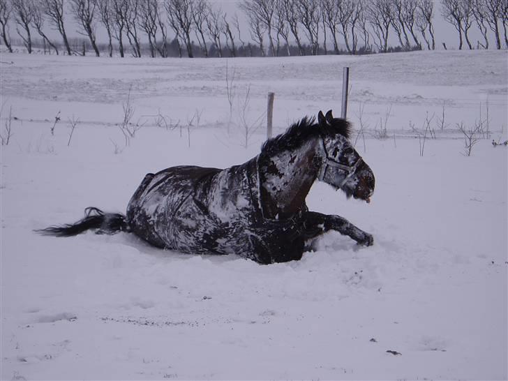 Oldenborg Ib Rehne Cairo #Himmelhest# - Det er bare dejligt med sådan et snebad!!! billede 3