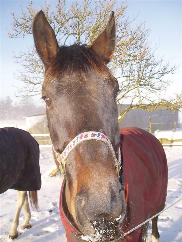 Oldenborg Ib Rehne Cairo #Himmelhest# - Hej... billede 4