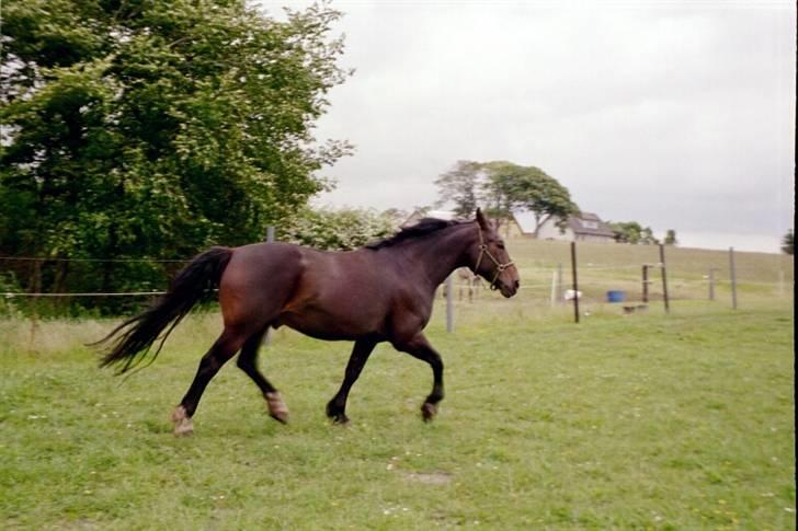 Oldenborg Ib Rehne Cairo #Himmelhest# - 3 måneder efter jeg havde fået Ib. billede 5