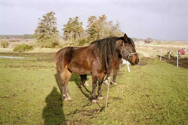 Oldenborg Ib Rehne Cairo #Himmelhest# - Sådan så han ud da jeg fik ham. billede 6