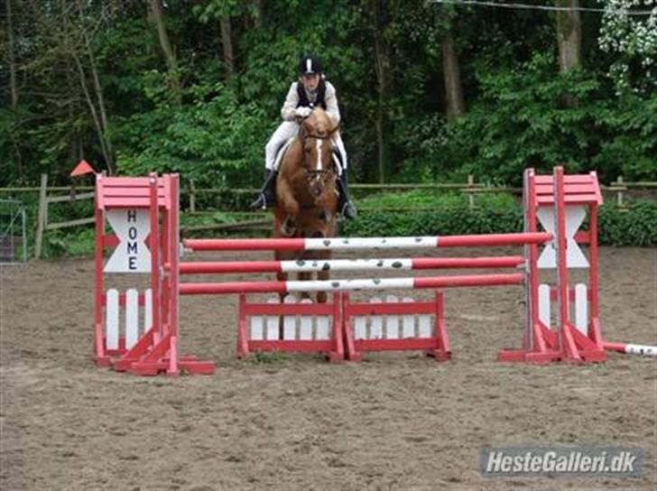 Anden særlig race Apollo - Højdespring på SBGR, Vi kom over 120 cm men fik en bom på 125... Super sjovt... billede 1