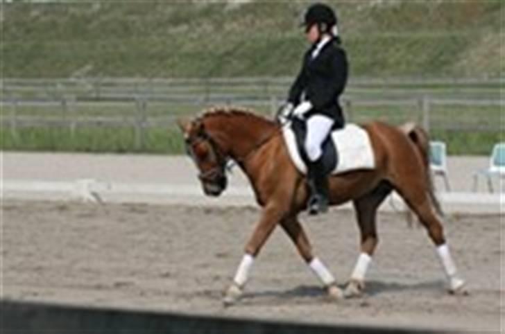 Anden særlig race Apollo - Stævne på HVR Vi rider LC2 billede 4