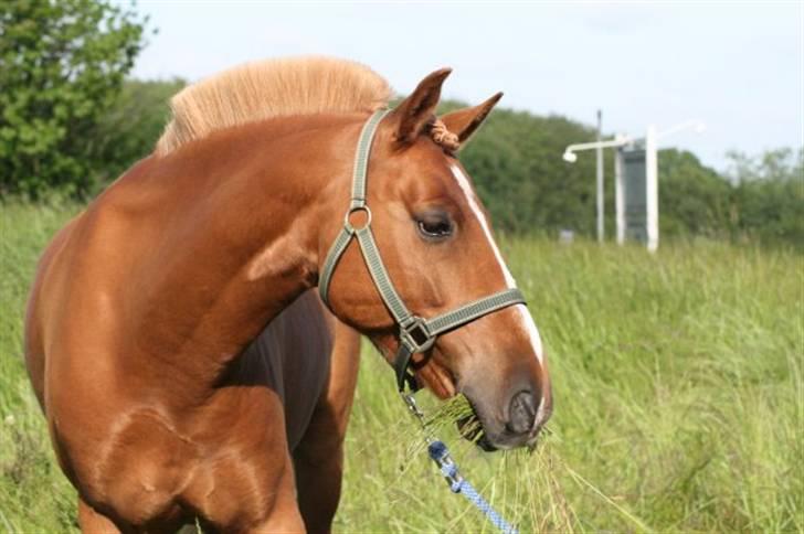 Anden særlig race Apollo billede 7