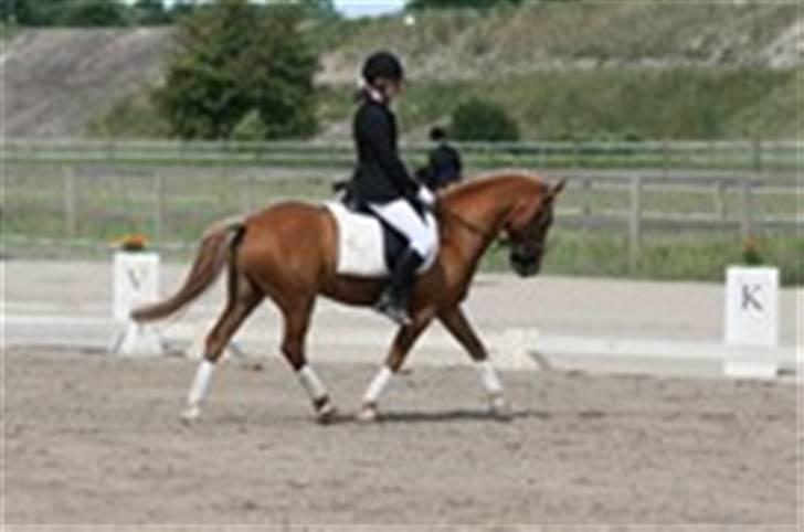 Anden særlig race Apollo - Stævne på HVR 2008 vi rider LC3 billede 8