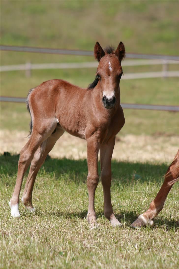 DSP Moonjam´s Midnight Dancer billede 3