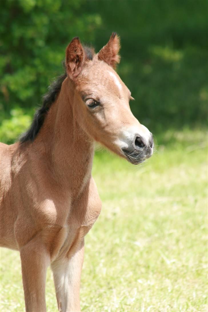 DSP Moonjam´s Midnight Dancer billede 4