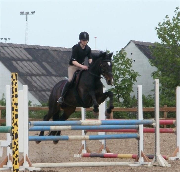 Fuldblod (XX) La Corona - Undervisning maj 2010. En bette okser :b billede 16