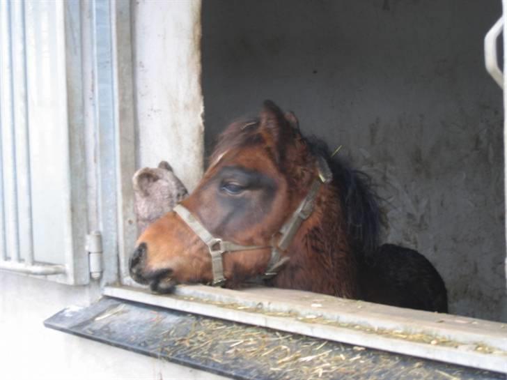 DSP Moonjam´s Midnight Dancer - Sprang ud af det her vindue da jeg var 2½ måned. Mon jeg kan gøre det igen:0) billede 8