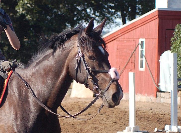 Fuldblod (XX) La Corona billede 17