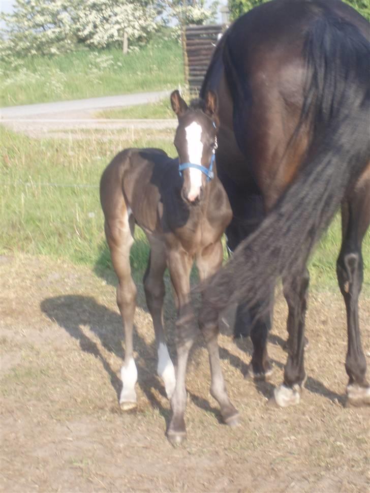 Pinto Scheel´s Samurai - Samurai 3 dage gammel. billede 6