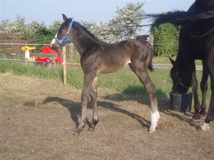 Pinto Scheel´s Samurai - Raisen nyder sine første sol-stråler  :)) billede 7