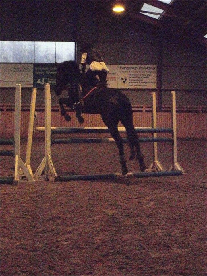 Fuldblod (XX) La Corona - Undervisning, oktober 2010 (: billede 20