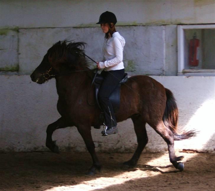 Islænder Kjarkur f. Kattinge - Arbejdstempo tölt       Cs foto billede 18