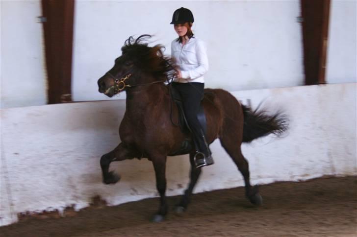 Islænder Kjarkur f. Kattinge - Hurtig tempo tölt                Cs foto billede 19