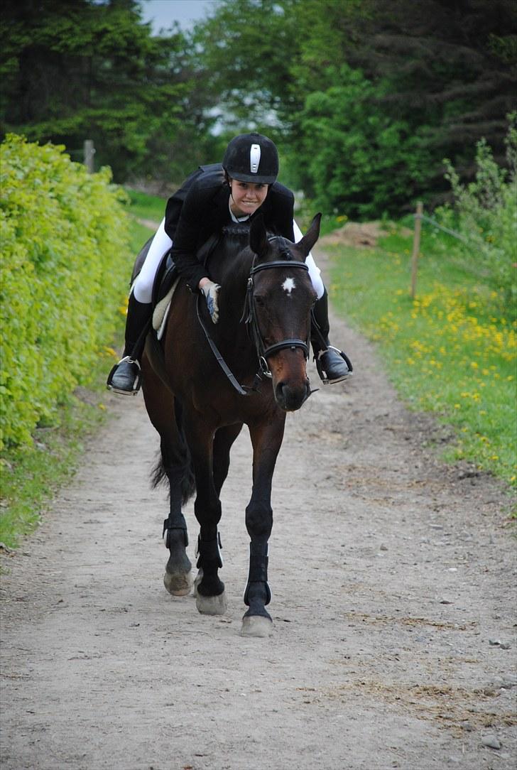 Dansk Varmblod Tembell | part - <3 | foto: Katrine (KHH) billede 8