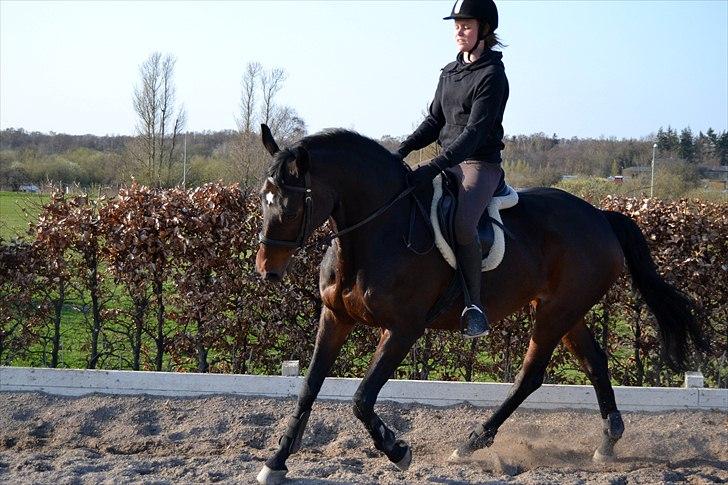 Dansk Varmblod Tembell | part - Dressur på banen | foto: far billede 10