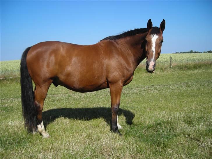 Dansk Varmblod Præstegårdens Ibert - Ibert på fold d.2.juli 2008 billede 7