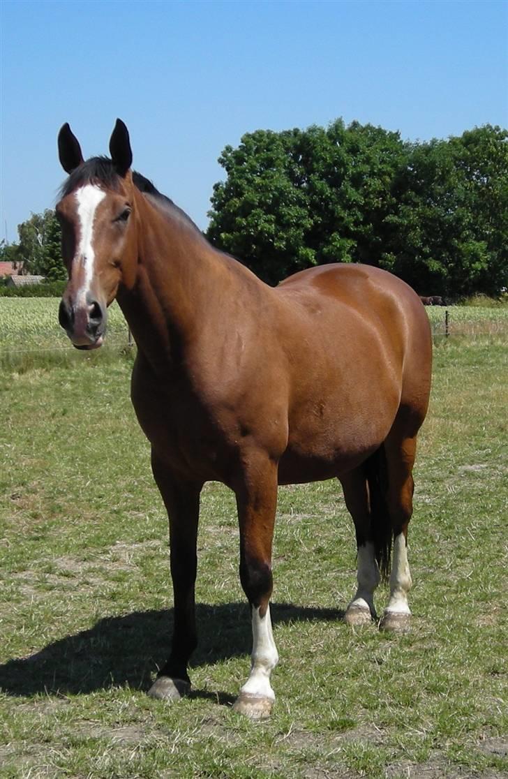 Dansk Varmblod Præstegårdens Ibert - Ibert på fold d.2.juli 2008 billede 8