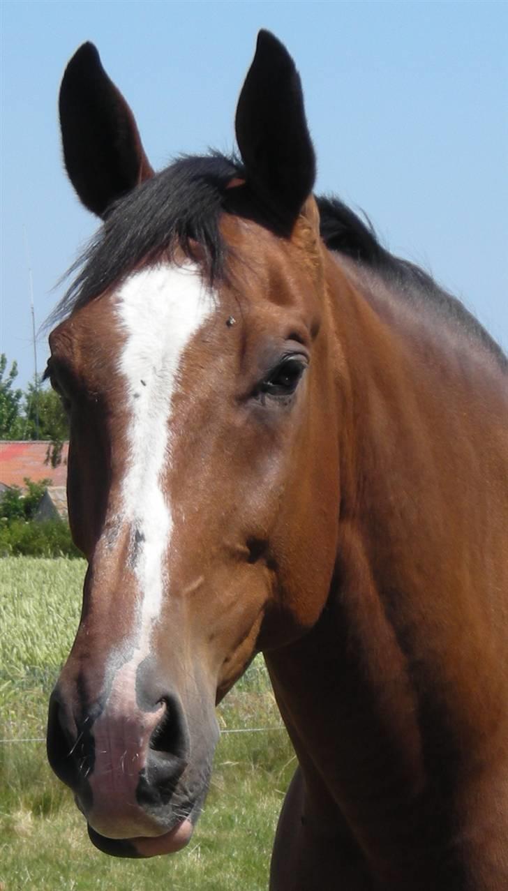 Dansk Varmblod Præstegårdens Ibert - Ibert på fold d.2.juli 2008 billede 9