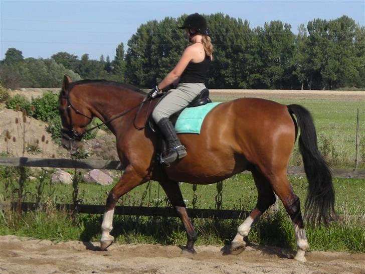 Dansk Varmblod Præstegårdens Ibert - Træning d.31.august 2008 billede 10