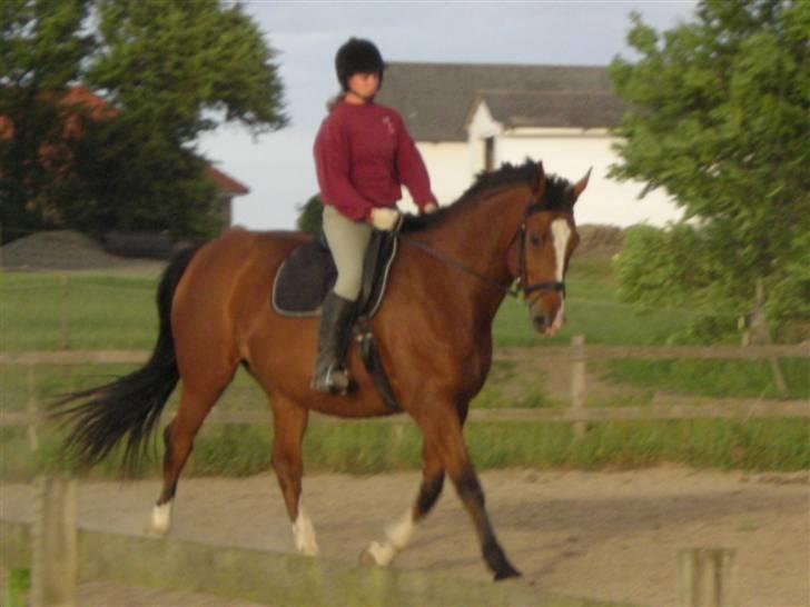 Dansk Varmblod Præstegårdens Ibert - Træning d.10.juni 2008 billede 11