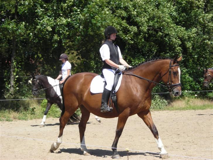 Dansk Varmblod Præstegårdens Ibert - Vores første stævne d.21.juni 2008 billede 12