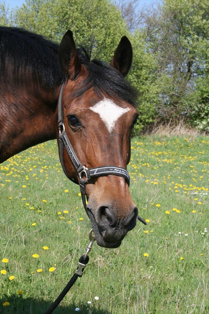 Anden særlig race Titan - Titan billede 4