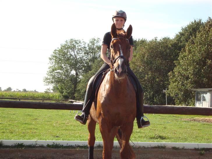 Dansk Varmblod Midtgaards Monty R.I.P - Velkommen til midtgaards montys profil ;) billede 1