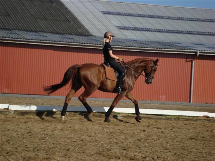 Dansk Varmblod Midtgaards Monty R.I.P - undervisning september billede 2