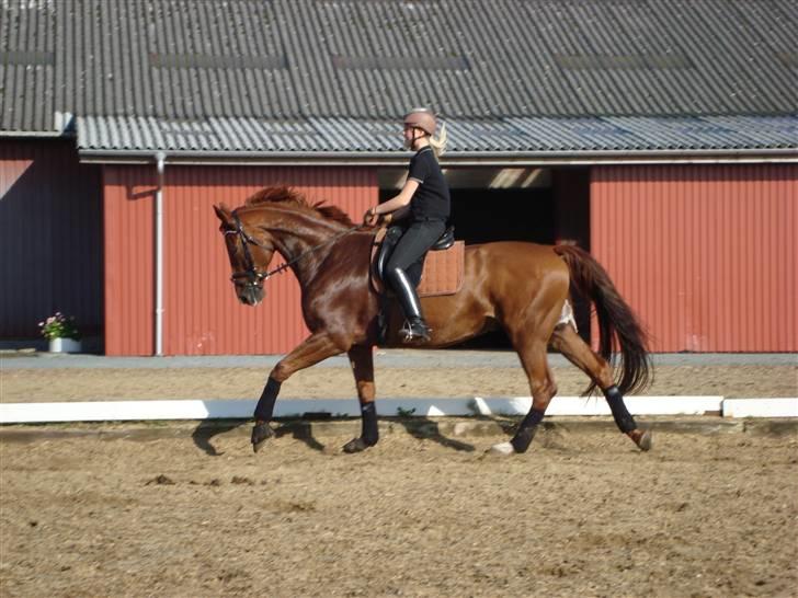 Dansk Varmblod Midtgaards Monty R.I.P - undervisning september billede 3