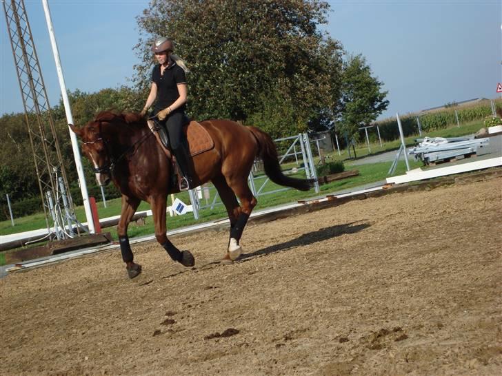 Dansk Varmblod Midtgaards Monty R.I.P - undervisning september billede 4