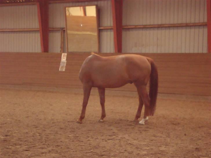 Dansk Varmblod Midtgaards Monty R.I.P - det ligner han ingen hovede har. bare rolig, han klør sig bare ;) billede 5