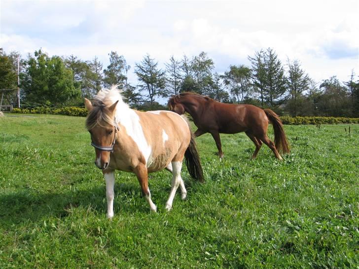 Anden særlig race ••((¯`» Beauty «´¯))•• billede 6