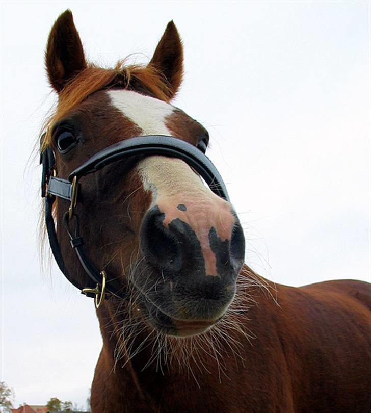 Anden særlig race Rico billede 15