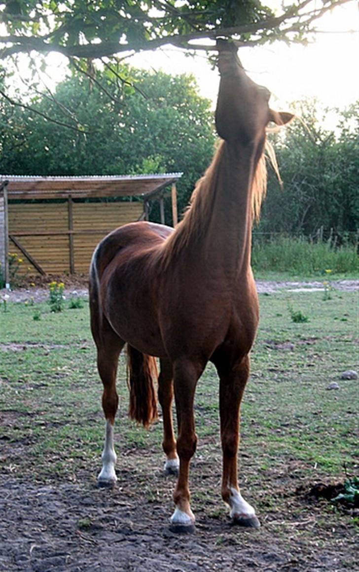 Anden særlig race Rico billede 18