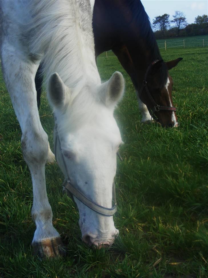 Knabstrupper Coco's J'aimeLaVie -Solgt - Dejlige Coco tøzZ hygger sammen med Fritzen (frida) xD de er bare perlevenner<3 Foto: Malene Friis billede 20