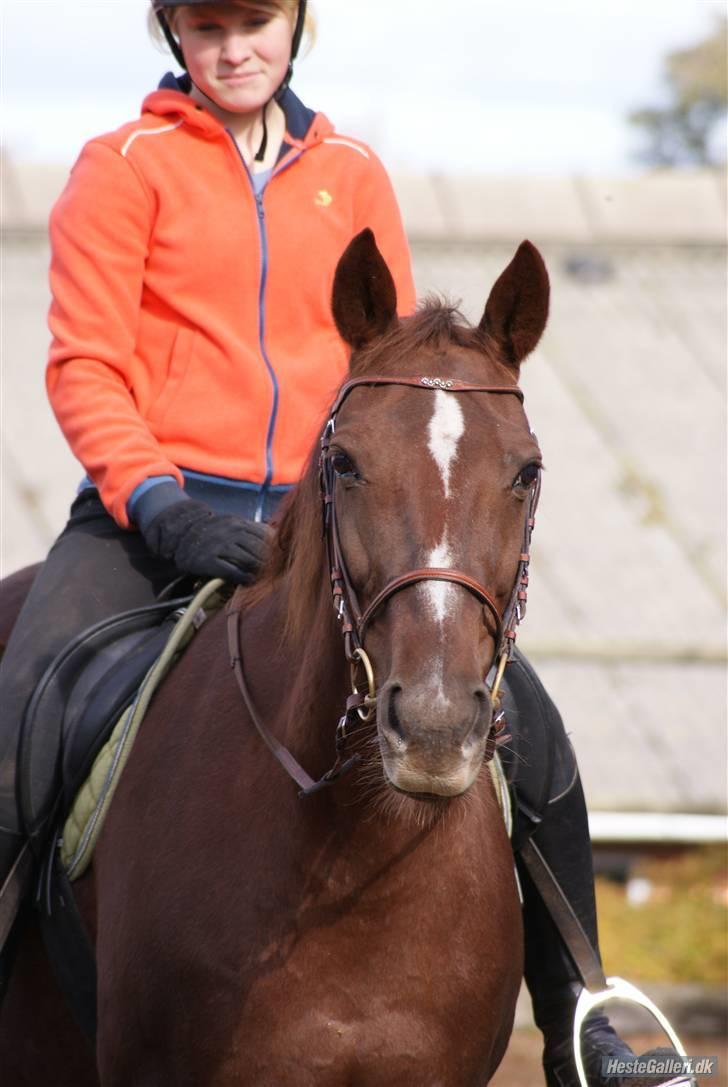 Anden særlig race Gucci  - Velkommen(: billede 1